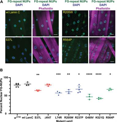 Effects of mutant lamins on nucleo-cytoskeletal coupling in Drosophila models of LMNA muscular dystrophy